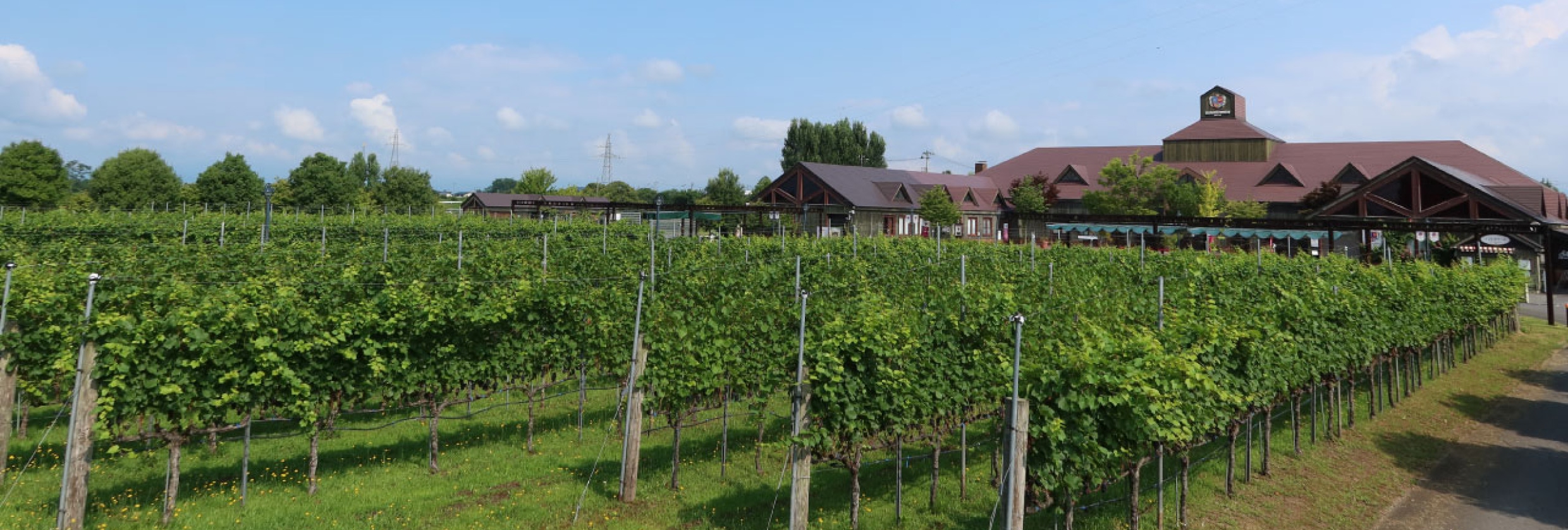 VINEYARD